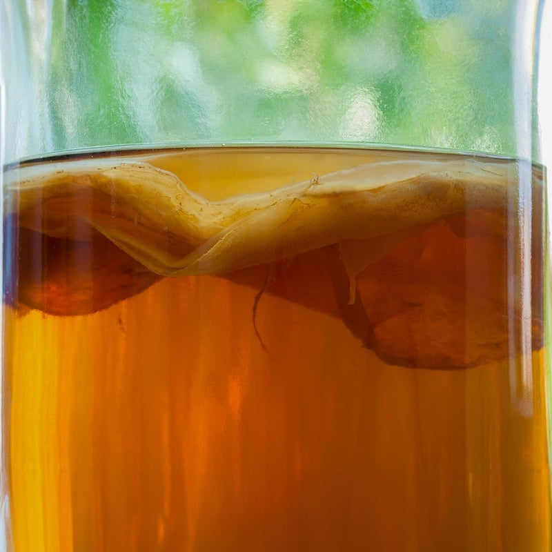 Scoby Kombucha سكوبى كومبوتشا - ثقافة حية للتخمير المنزلي - Image 4